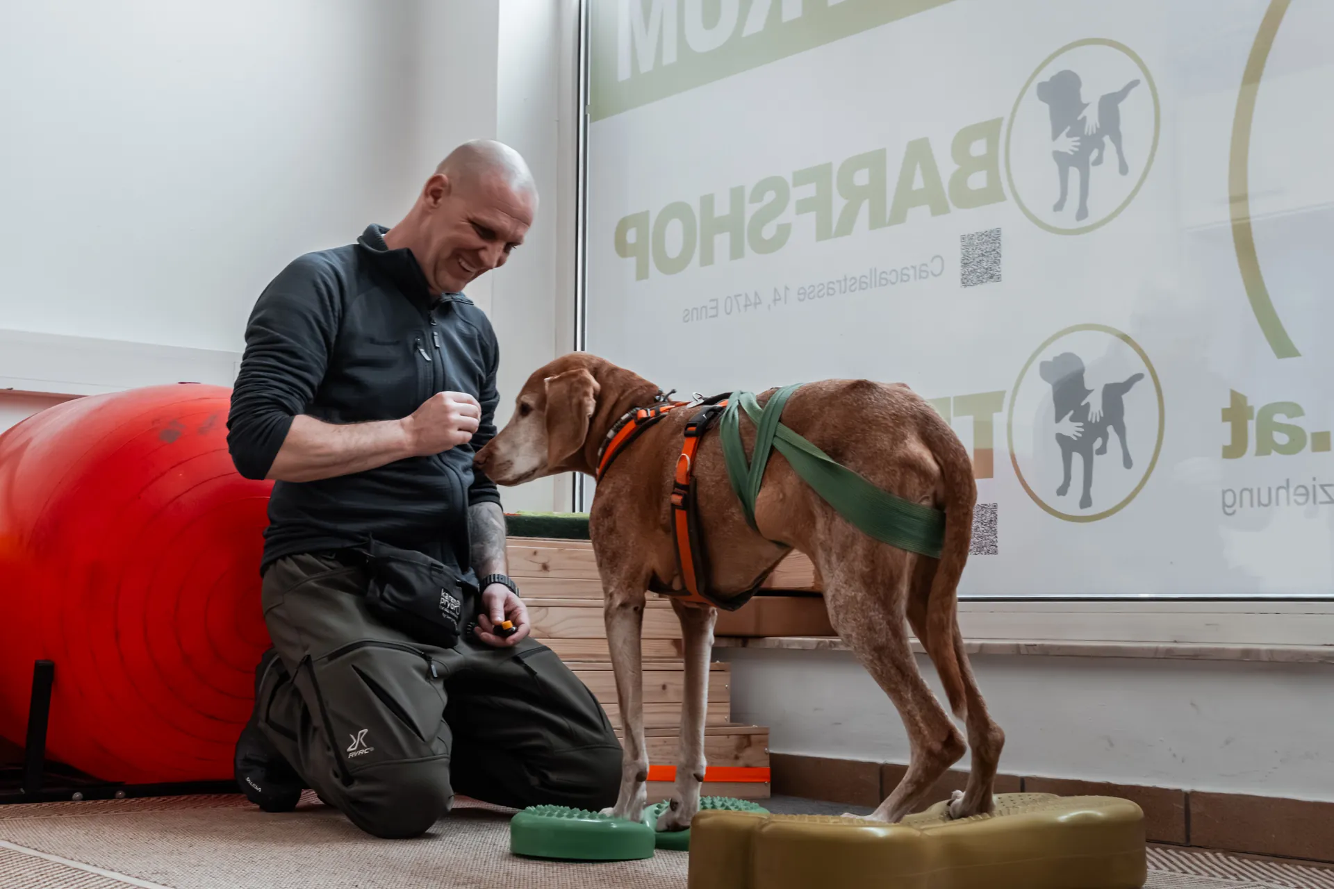Bewegungstraining – Coonhound auf Pfotenpads mit Trainer und Pezziball im Dogrelation Wohlfühlzentrum in Enns