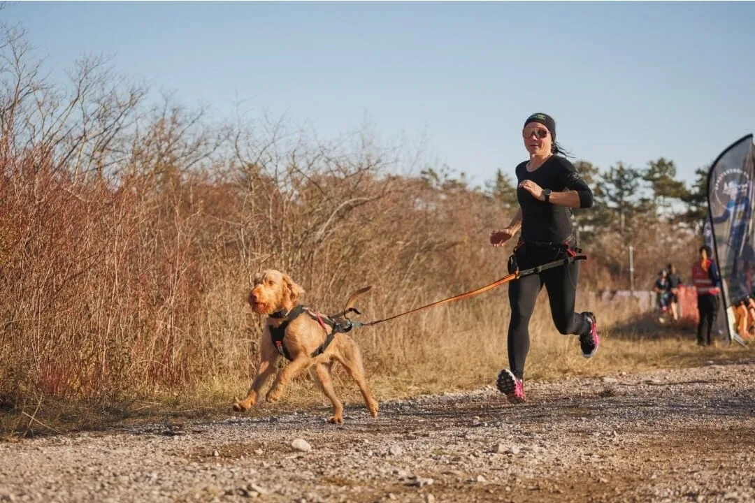 Canicross Wintertraining – Gruppe mit Hunden in Enns, Oberösterreich