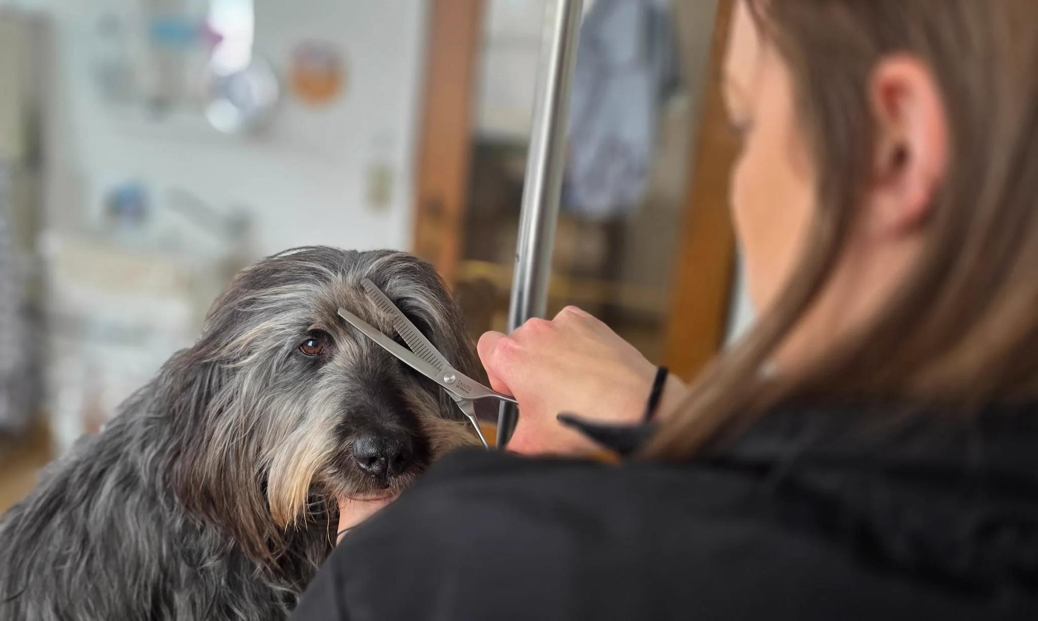 Hundefriseurin schneidet einem Rauhaardackel mit der Effilierschere das Fell am Kopf – Dogrelation Enns, Oberösterreich