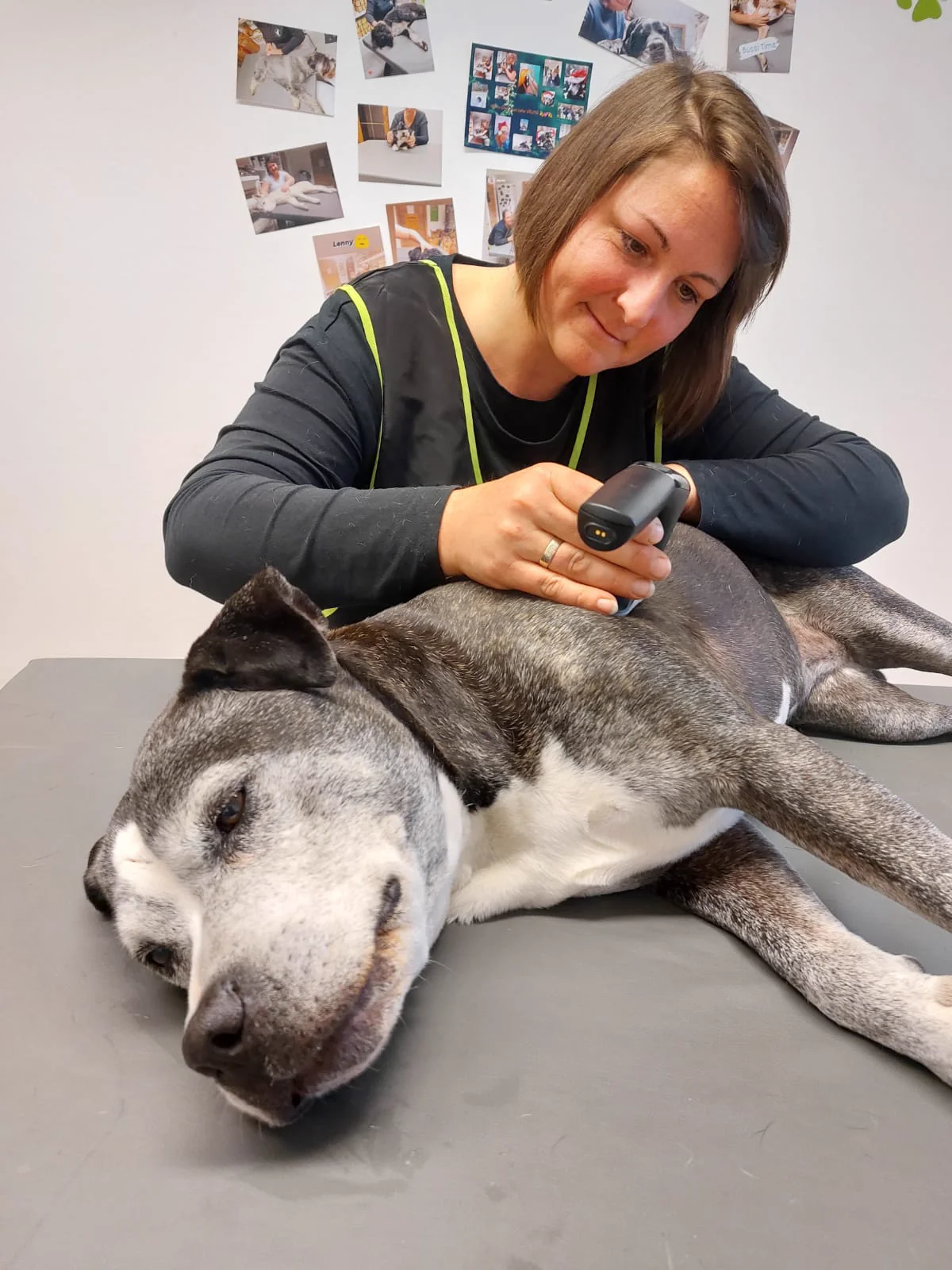 Hundemassage mit Massagegerät – Therapeutin behandelt entspannten Hund im Dogrelation Wohlfühlzentrum in Enns