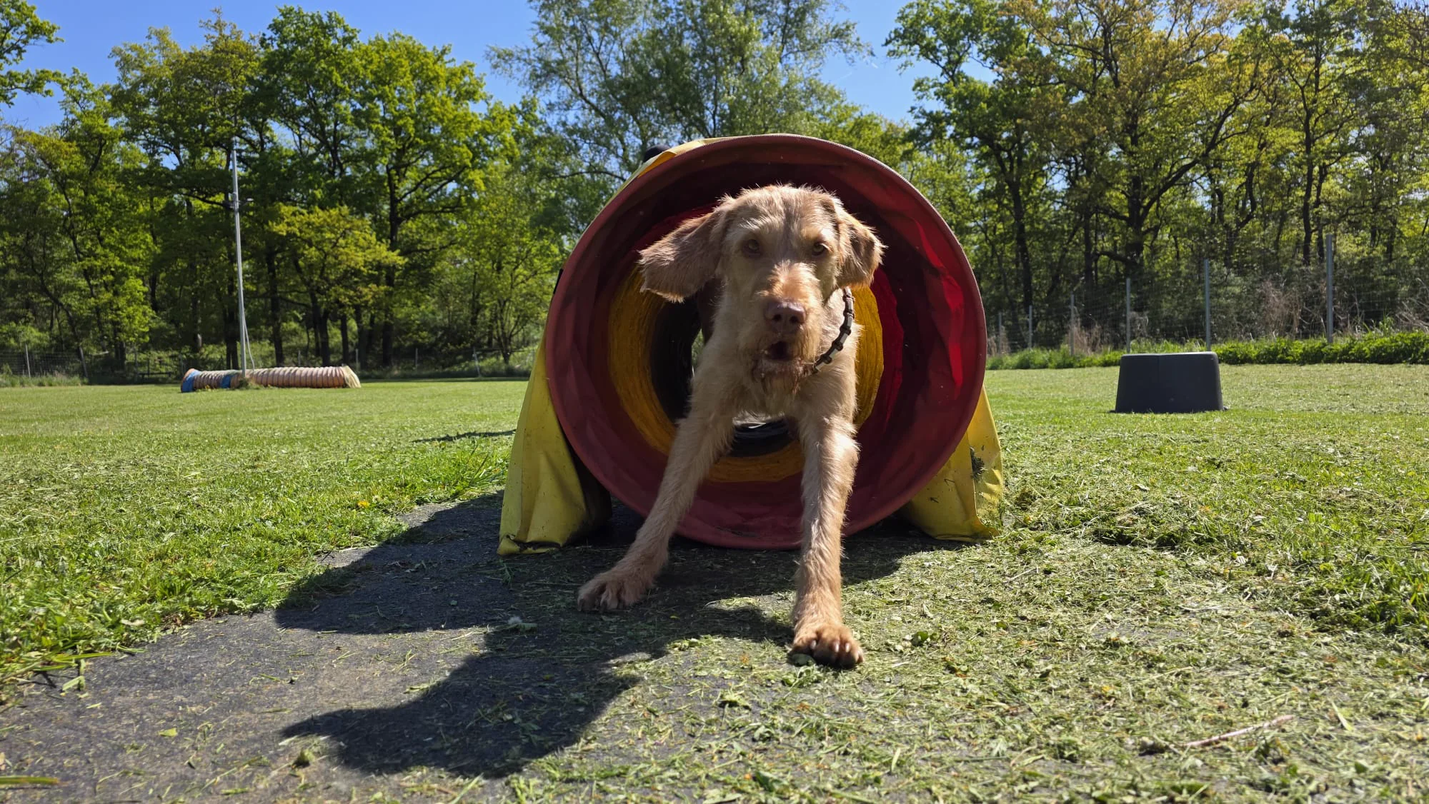 Drahthaar Vizsla läuft aus dem Agility-Tunnel am Dogrelation Hundeplatz in Ennsdorf