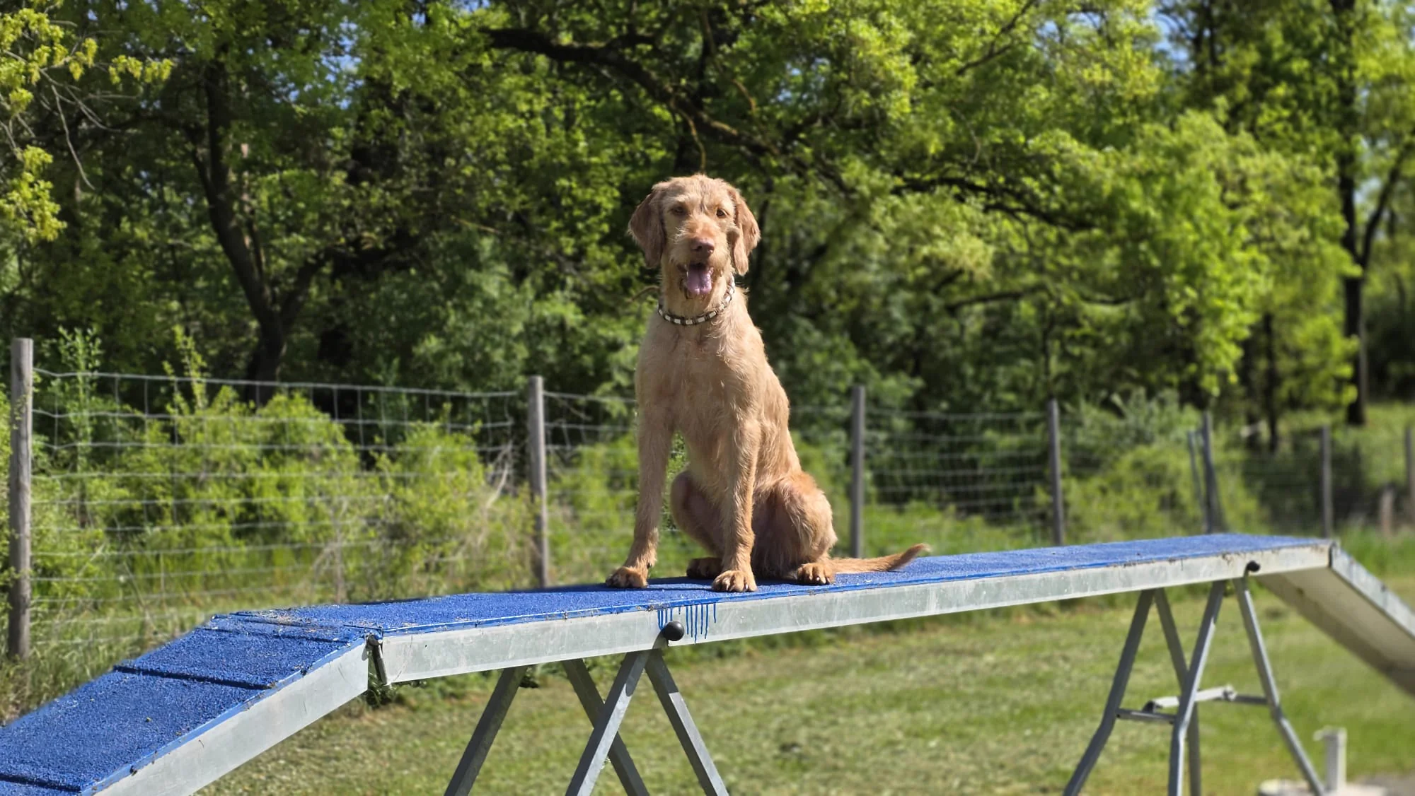 Magyar Vizsla sitzt aufmerksam auf der Agility-Wippe am Dogrelation Hundeplatz in Ennsdorf