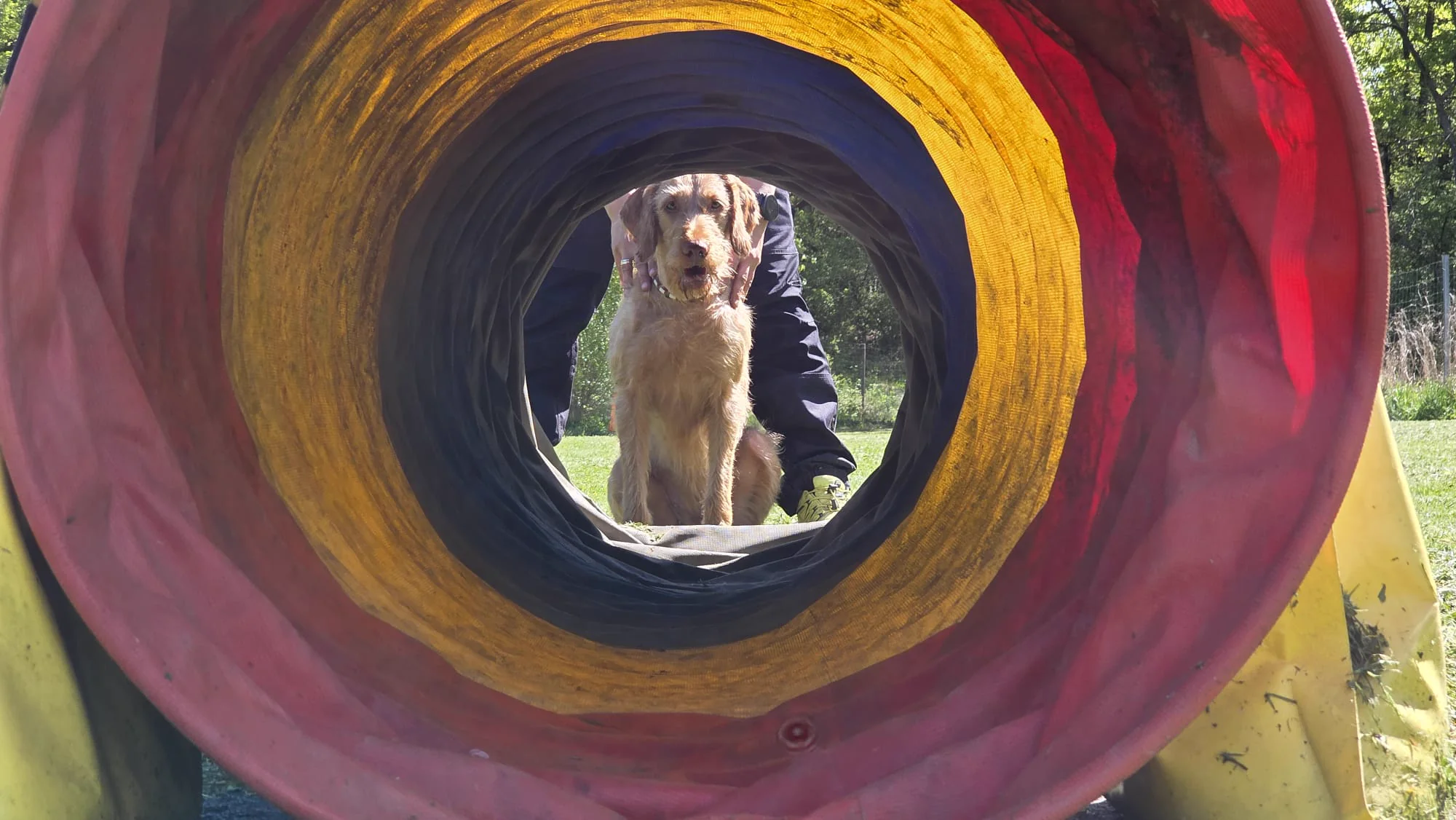 Vizsla läuft durch Agility-Tunnel – Geräteführung auf dem Hundeplatz Dogrelation Enns