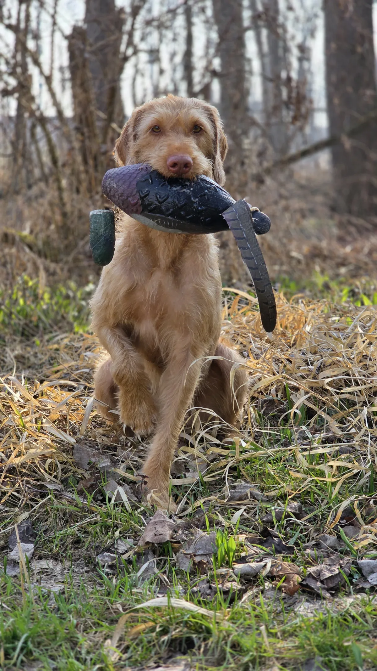 Drahthaar Vizsla mit Dummy in der Schnauze – Apportiertraining im Feld