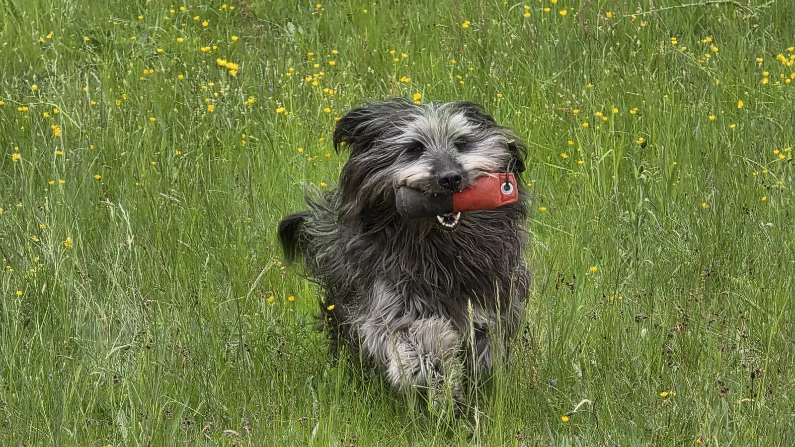 Zotteliger Hund läuft mit rotem Dummy im Maul durch eine Blumenwiese – Dummytraining beim Hundetraining Dogrelation Enns