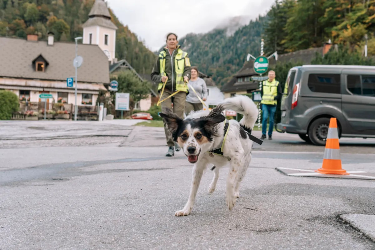 Mantrailing in der Stadt – Hund führt Trainerin auf der Spur durch den Ort – Dogrelation Enns (Bild 13)