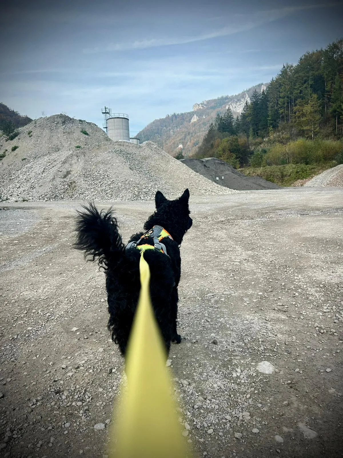 Mantrailing – schwarzer Hund mit gelber Schleppleine am Schotterweg in Oberösterreich (Bild 12)