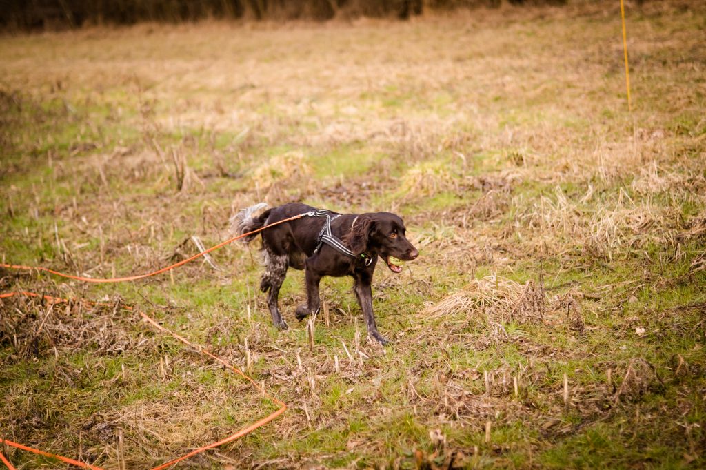 Jagdhundausbildung im Feld – Oberösterreich