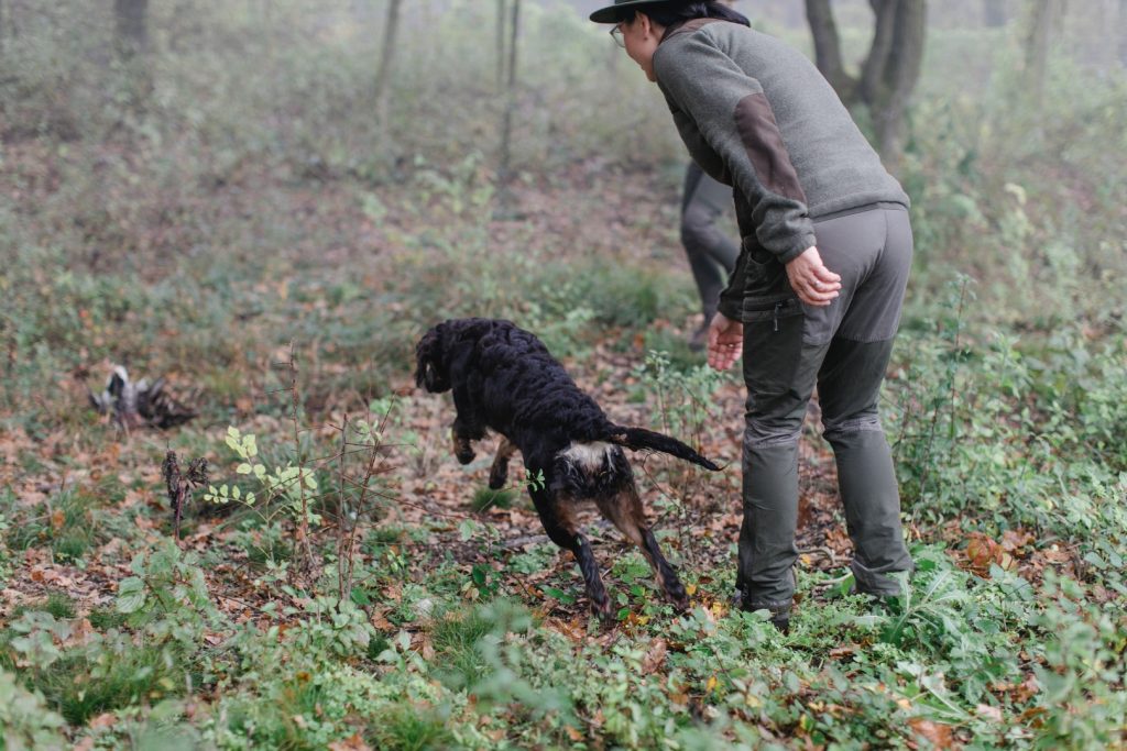 Jagdhundtraining Feldarbeit in Oberösterreich