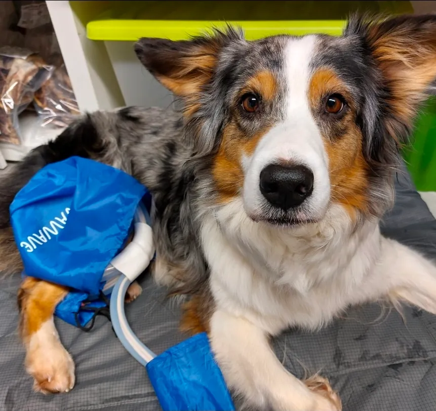 Australian Shepherd entspannt während der MagnaWave Magnetfeldtherapie