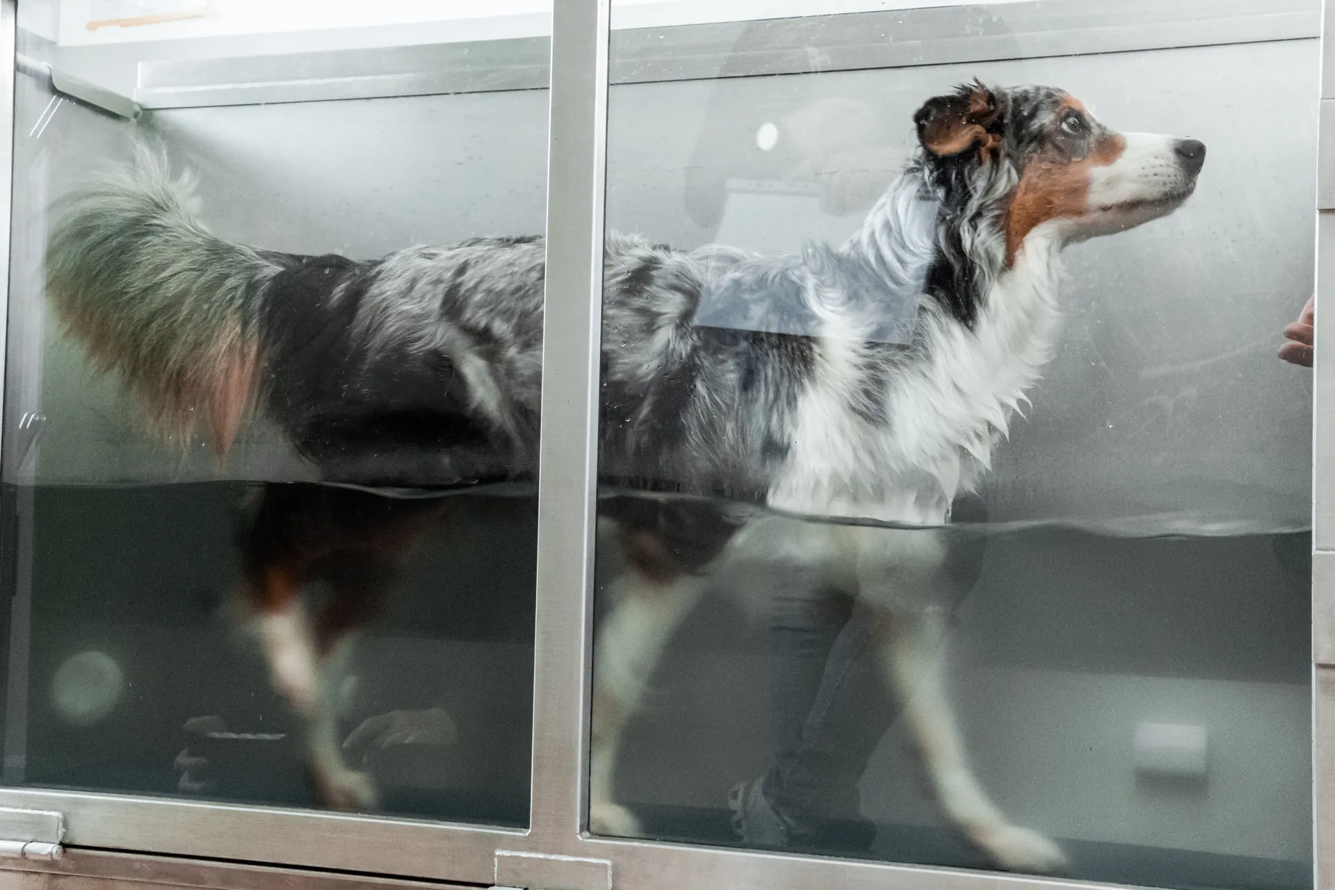 Australian Shepherd im Unterwasserlaufband durch Glasscheibe fotografiert